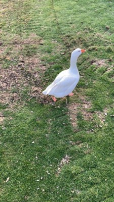 WhatsApp Image 2019-03-05 at 19.45.26.jpeg (169.12 KiB) Osservato 988 volte WhatsApp Image 2019-03-05 at 19.45.26.jpeg