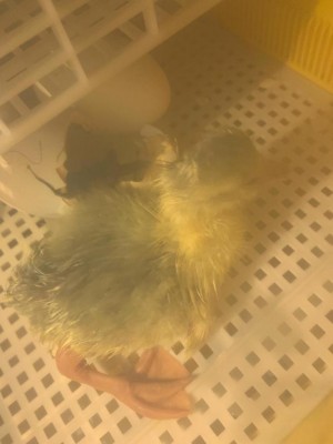 WhatsApp Image 2019-04-03 at 08.37.10.jpeg (47.57 KiB) Osservato 859 volte WhatsApp Image 2019-04-03 at 08.37.10.jpeg