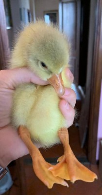 WhatsApp Image 2019-04-04 at 09.17.25.jpeg (46.04 KiB) Osservato 641 volte WhatsApp Image 2019-04-04 at 09.17.25.jpeg