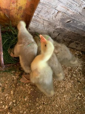 DF61A54A-7078-4147-B6C6-0F2272A76923.jpeg (135.62 KiB) Osservato 574 volte DF61A54A-7078-4147-B6C6-0F2272A76923.jpeg