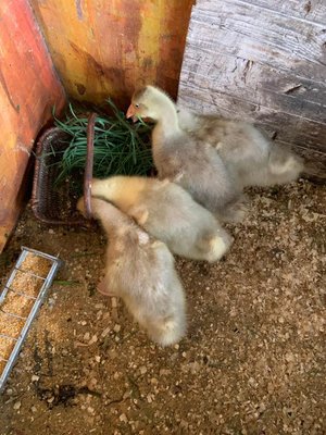 EC86D9E5-6299-47D2-98A6-0132605323D0.jpeg (151.27 KiB) Osservato 574 volte EC86D9E5-6299-47D2-98A6-0132605323D0.jpeg