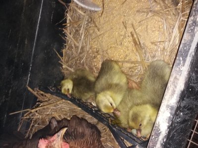 20190511_114908.jpg (99.96 KiB) Osservato 727 volte 20190511_114908.jpg