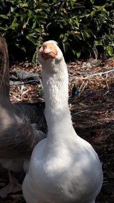 IMG-20190829-WA0001.jpg (97.13 KiB) Osservato 622 volte IMG-20190829-WA0001.jpg