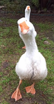 IMG_20191218_142104~2_resize_64.jpg (107.53 KiB) Osservato 982 volte IMG_20191218_142104~2_resize_64.jpg