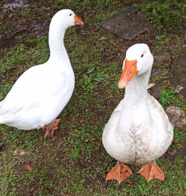 IMG_20191218_142057~2_resize_75.jpg (392.75 KiB) Osservato 852 volte IMG_20191218_142057~2_resize_75.jpg