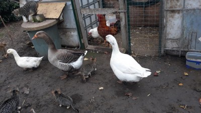 20191221_105651.jpg (101.73 KiB) Osservato 683 volte 20191221_105651.jpg