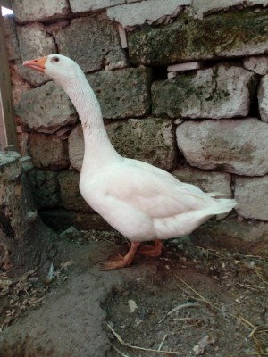 IMG_20200304_125846.jpg (115.9 KiB) Osservato 851 volte IMG_20200304_125846.jpg