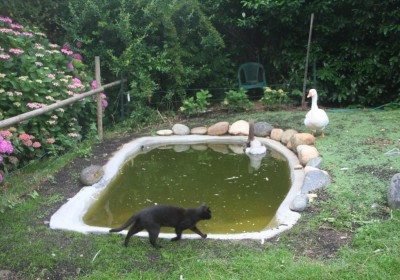 gatto nero  e oche.JPG (129.52 KiB) Osservato 1077 volte gatto nero  e oche.JPG