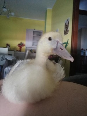 IMG_20200809_115917.jpg (51.77 KiB) Osservato 723 volte IMG_20200809_115917.jpg