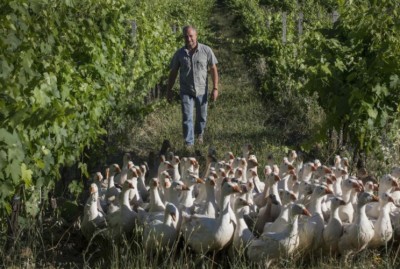 oche-e-diserbo-vigna.jpg (170.05 KiB) Osservato 1705 volte oche-e-diserbo-vigna.jpg