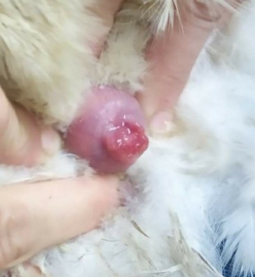 20210503_132419.jpg (78.66 KiB) Osservato 659 volte 20210503_132419.jpg