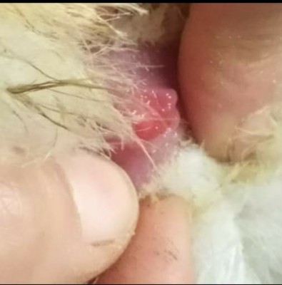 20210503_132401.jpg (73.01 KiB) Osservato 659 volte 20210503_132401.jpg