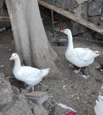 20210608_193706.jpg (201.4 KiB) Osservato 705 volte 20210608_193706.jpg