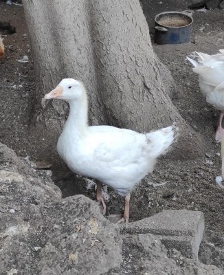 20210608_193758.jpg (188.62 KiB) Osservato 705 volte 20210608_193758.jpg