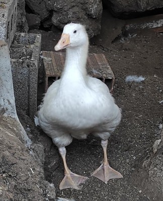 20210608_201911.jpg (154.36 KiB) Osservato 705 volte 20210608_201911.jpg