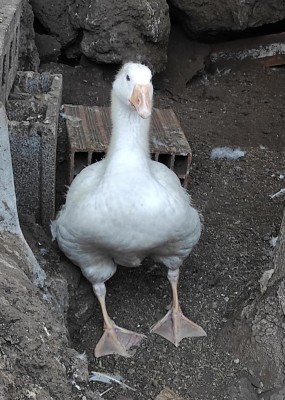 20210608_202104.jpg (133.53 KiB) Osservato 705 volte 20210608_202104.jpg