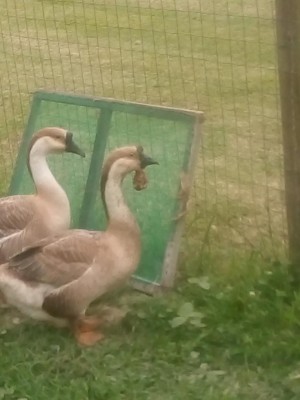 maschio e femmina di oca / IMG_20210715_150110.jpg IMG_20210715_150110.jpg