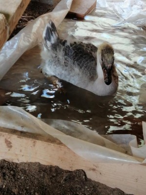 Quasi 2 mesi / IMG_20210812_170530.jpg IMG_20210812_170530.jpg