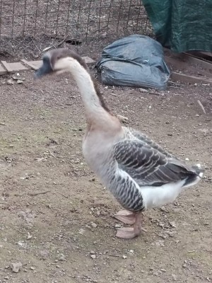 IMG_20220307_181232.jpg (170.15 KiB) Osservato 682 volte IMG_20220307_181232.jpg