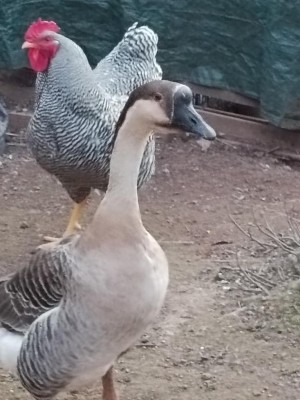 IMG_20220307_181255.jpg (92 KiB) Osservato 682 volte IMG_20220307_181255.jpg