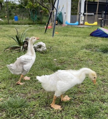 3A0496FD-8694-4134-8D48-C41C934FF79F.jpeg (262.88 KiB) Osservato 1160 volte 3A0496FD-8694-4134-8D48-C41C934FF79F.jpeg