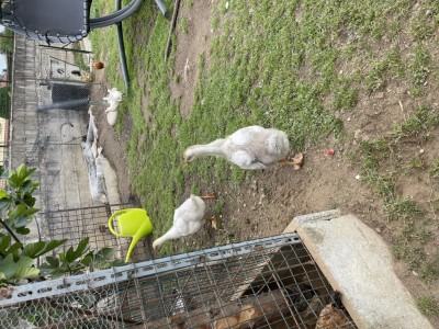 BB4A511E-4A16-4018-8754-809D1A568A6F.jpeg (234.75 KiB) Osservato 1248 volte BB4A511E-4A16-4018-8754-809D1A568A6F.jpeg