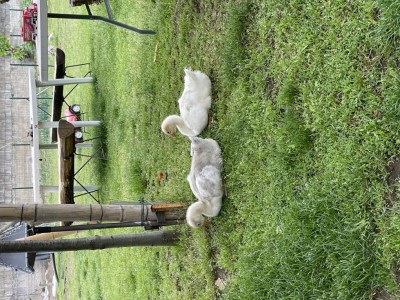 528003B5-5A8D-46BD-A84E-E8642EFE05EA.jpeg (240.21 KiB) Osservato 1160 volte 528003B5-5A8D-46BD-A84E-E8642EFE05EA.jpeg