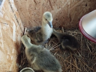 IMG_20230423_111414.jpg (110.4 KiB) Osservato 1786 volte IMG_20230423_111414.jpg