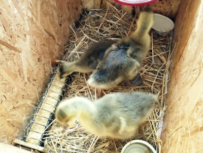 IMG_20230423_111425.jpg (128.63 KiB) Osservato 1786 volte IMG_20230423_111425.jpg