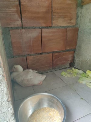 IMG-20230606-WA0049.jpg (65.61 KiB) Osservato 1772 volte IMG-20230606-WA0049.jpg