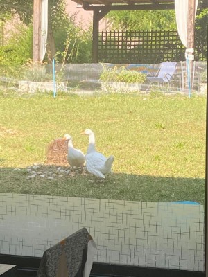 Non so se si vede bene, però la foto è questa / IMG-20230629-WA0016.jpg IMG-20230629-WA0016.jpg