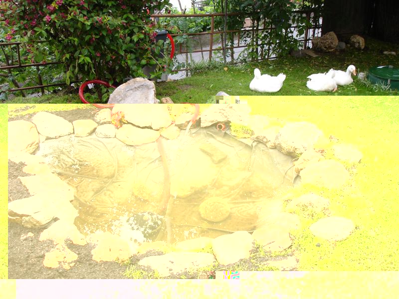 Il piccolo stagno da "bonificare"... / DSC08598Med.JPG DSC08598Med.JPG