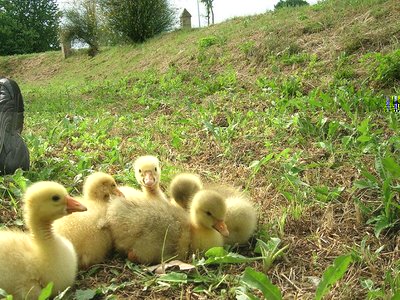 il gruppo.JPG (152.82 KiB) Osservato 788 volte il gruppo.JPG