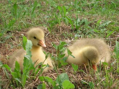 Sarà la coppia.JPG (87.58 KiB) Osservato 788 volte Sarà la coppia.JPG