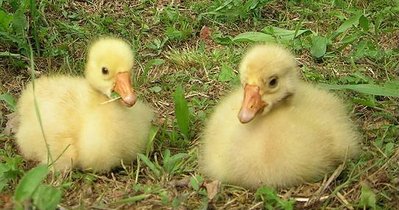 L'altra coppia.JPG (44.78 KiB) Osservato 788 volte L'altra coppia.JPG