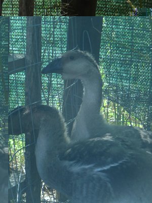 P1040441.JPG (86.39 KiB) Osservato 1001 volte P1040441.JPG