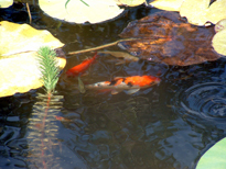 2800986782_9d02cc1f63_b.jpg 2800986782_9d02cc1f63_b.jpg