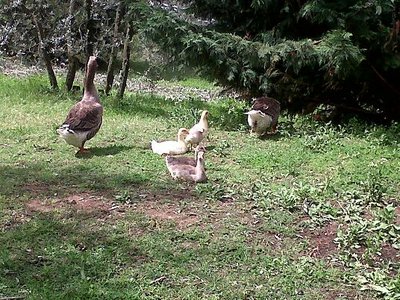 IMG00148-20120422-1132.jpg (91.12 KiB) Osservato 645 volte IMG00148-20120422-1132.jpg