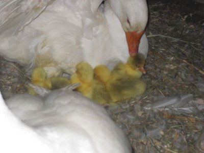 ochette.jpg (59.83 KiB) Osservato 647 volte ochette.jpg