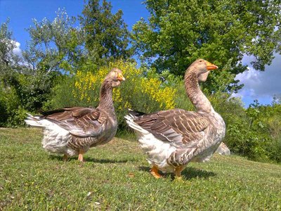 ottsito.jpg (154.6 KiB) Osservato 1183 volte ottsito.jpg