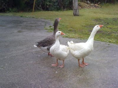 280520121085.jpg (50.13 KiB) Osservato 5012 volte 280520121085.jpg