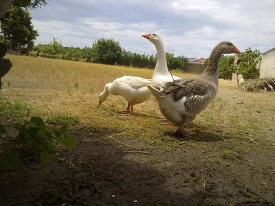 120620121189.jpg (66.3 KiB) Osservato 1370 volte 120620121189.jpg