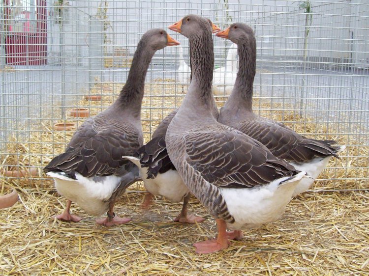 100_0555.JPG 100_0555.JPG