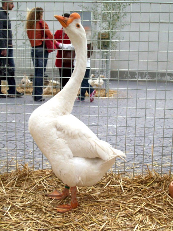 100_0572.JPG 100_0572.JPG