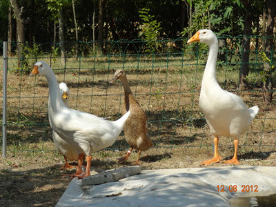 DSC00327.JPG (377.72 KiB) Osservato 2138 volte DSC00327.JPG