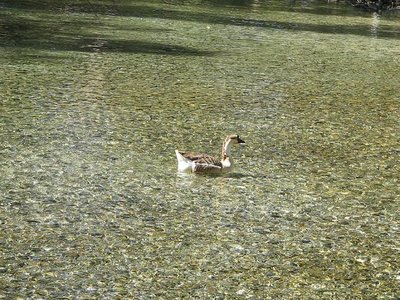 Immagine 132.JPG (147.19 KiB) Osservato 911 volte Immagine 132.JPG