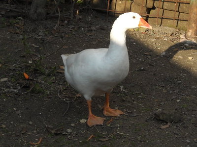 DSCN1283.JPG (112 KiB) Osservato 889 volte DSCN1283.JPG