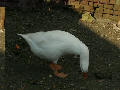 DSCN1282.JPG (113.27 KiB) Osservato 889 volte DSCN1282.JPG