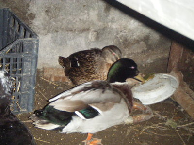 DSCF7021.JPG (108.4 KiB) Osservato 842 volte DSCF7021.JPG