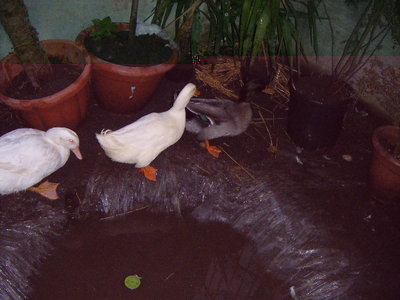 DSCF7030.JPG (116.96 KiB) Osservato 838 volte DSCF7030.JPG